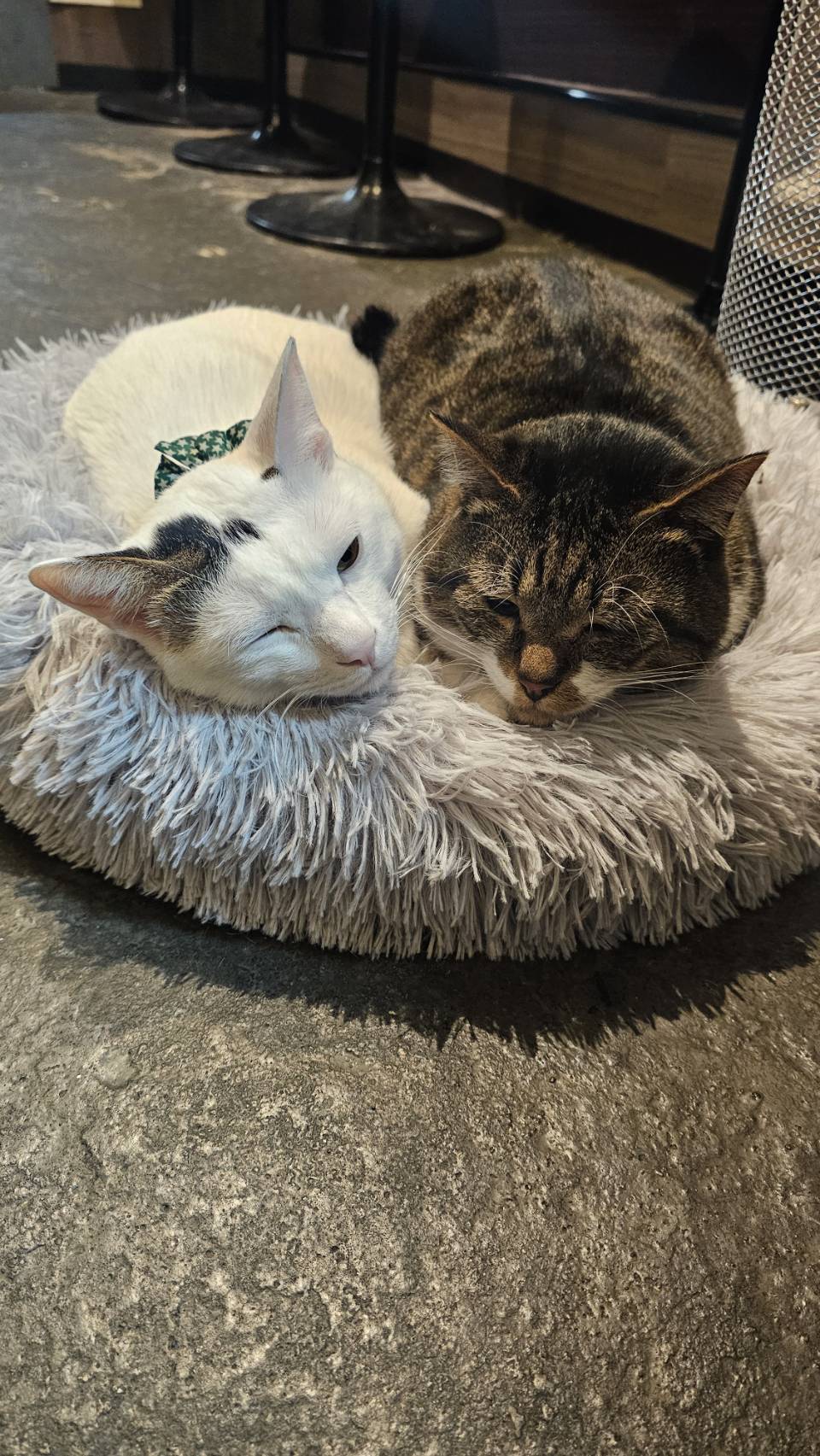 保護猫・地域猫活動を象徴する猫の写真